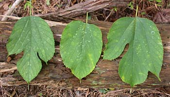 Red Mulberry (Morus rubra) leaves