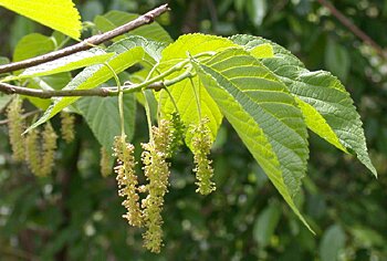 Red Mulberry (Morus rubra) male flowers