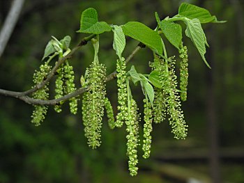 Red Mulberry (Morus rubra) staminate flowers