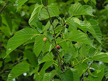 Red Mulberry (Morus rubra) fruit