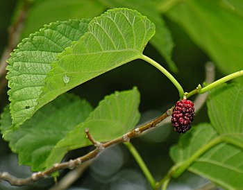 Red Mulberry (Morus rubra) fruit