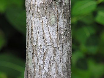 Red Mulberry (Morus rubra) bark