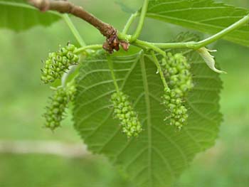 Red Mulberry (Morus rubra) female flowers