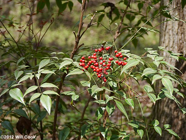 Nandina (Nandina domestica)