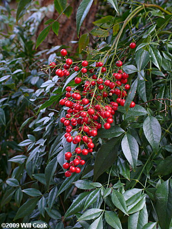 Nandina (Nandina domestica) fruits