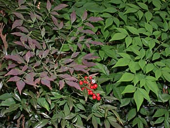 Nandina (Nandina domestica) leaves