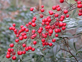 Nandina (Nandina domestica) fruits