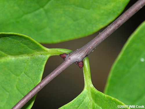 Leechbrush (Nestronia umbellula) buds