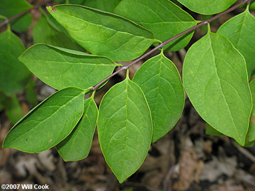 Leechbrush (Nestronia umbellula) leaves