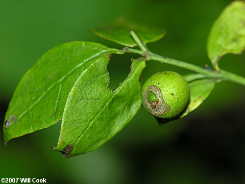 Leechbrush (Nestronia umbellula) fruit