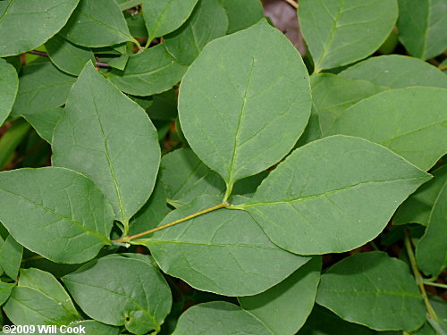 Leechbrush (Nestronia umbellula) leaves