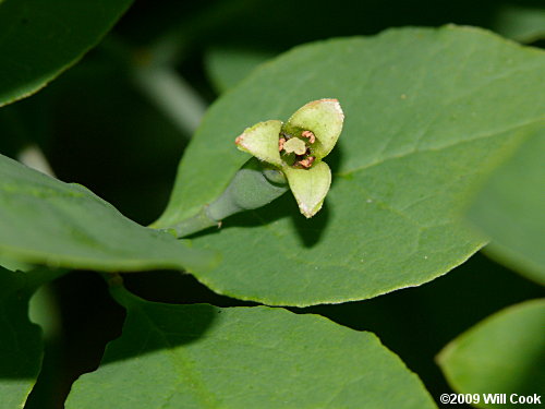 Leechbrush (Nestronia umbellula) female flower