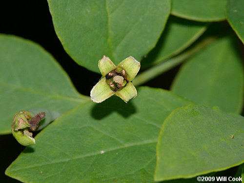 Leechbrush (Nestronia umbellula) female flower