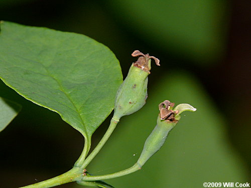 Leechbrush (Nestronia umbellula) female flower