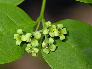 Leechbrush (Nestronia umbellula) staminate flowers