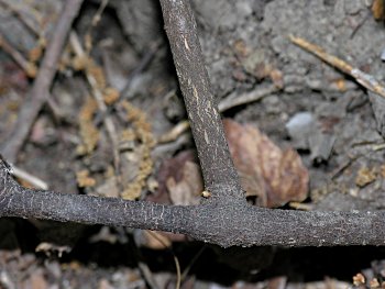 Leechbrush (Nestronia umbellula) bark
