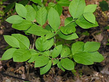 Leechbrush (Nestronia umbellula)