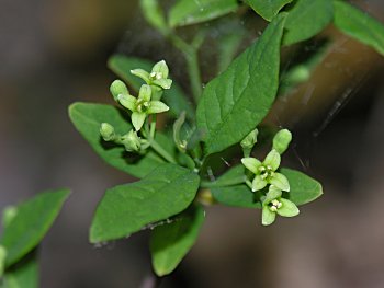 Leechbrush (Nestronia umbellula) staminate flowers