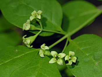 Leechbrush (Nestronia umbellula) staminate flowers