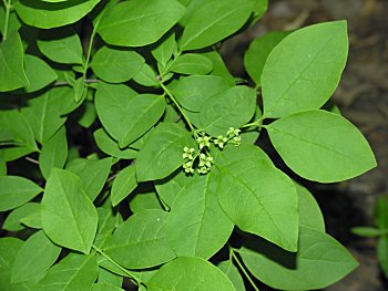 Leechbrush (Nestronia umbellula)