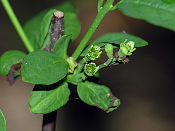 Leechbrush (Nestronia umbellula) pistillate flowers