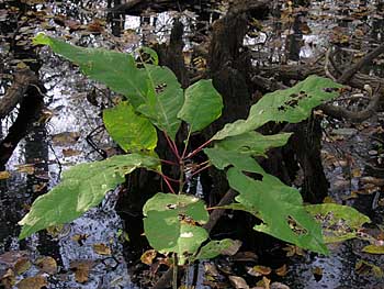 Water Tupelo (Nyssa aquatica) leaves