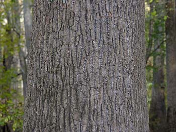 Water Tupelo (Nyssa aquatica) bark