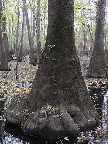 Water Tupelo (Nyssa aquatica) bark