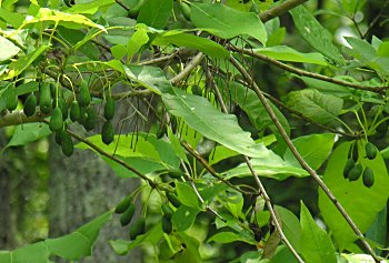 Water Tupelo (Nyssa aquatica) fruits