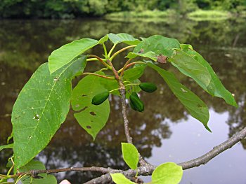 Water Tupelo (Nyssa aquatica) fruits