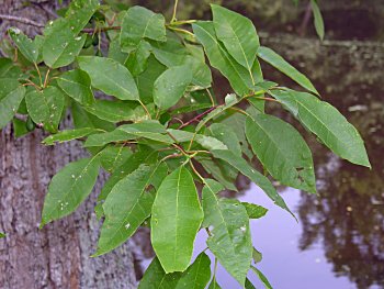 Water Tupelo (Nyssa aquatica) leaves