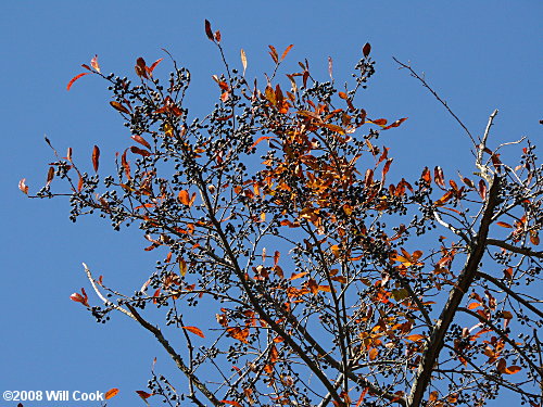 Swamp Tupelo (Nyssa biflora)