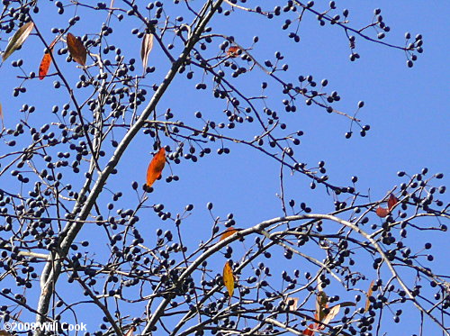 Swamp Tupelo (Nyssa biflora)