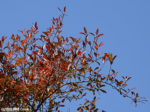 Swamp Tupelo (Nyssa biflora)