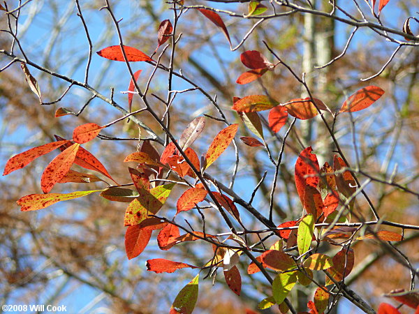 Swamp Tupelo (Nyssa biflora)