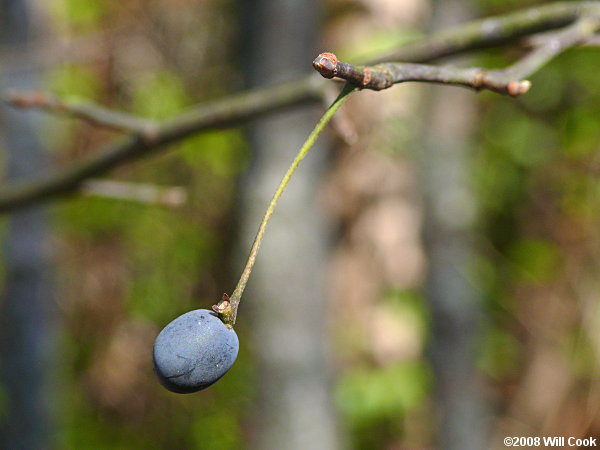 Swamp Tupelo (Nyssa biflora)