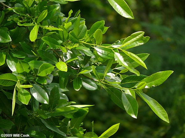 Swamp Tupelo (Nyssa biflora)