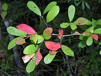 Swamp Tupelo (Nyssa biflora)