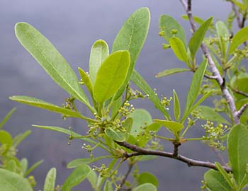 Swamp Tupelo (Nyssa biflora)