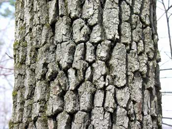 Blackgum (Nyssa sylvatica) bark