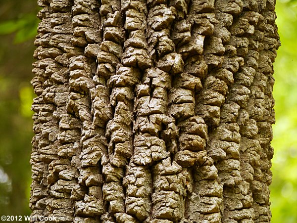 Blackgum (Nyssa sylvatica) bark