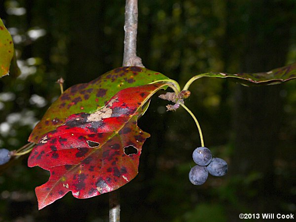 Blackgum (Nyssa sylvatica) fruits