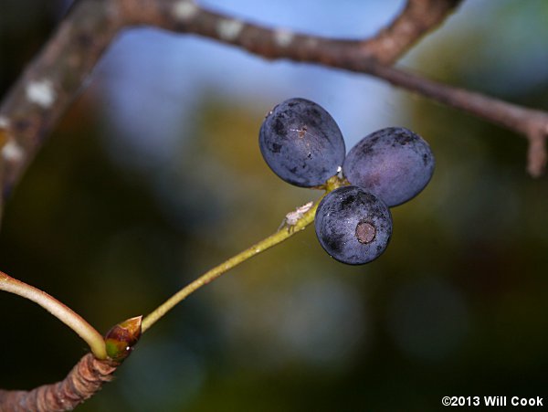 Blackgum (Nyssa sylvatica) fruits