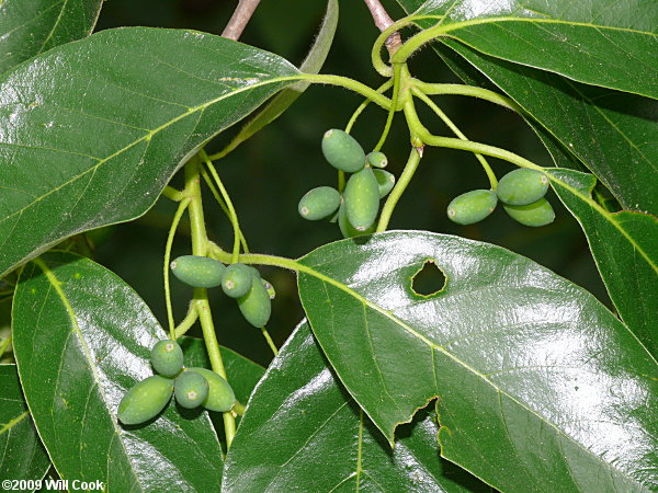 Blackgum (Nyssa sylvatica)