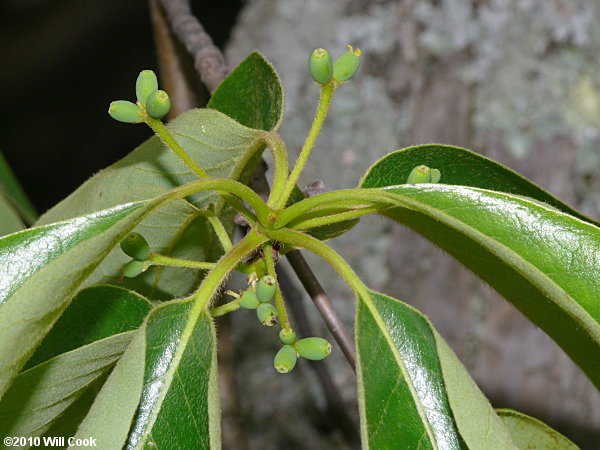 Blackgum (Nyssa sylvatica) fruit