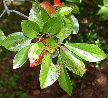 Blackgum (Nyssa sylvatica) leaves