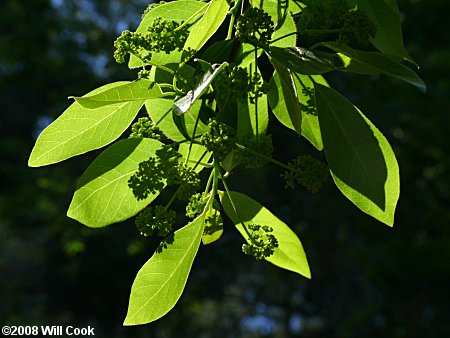 Blackgum (Nyssa sylvatica)