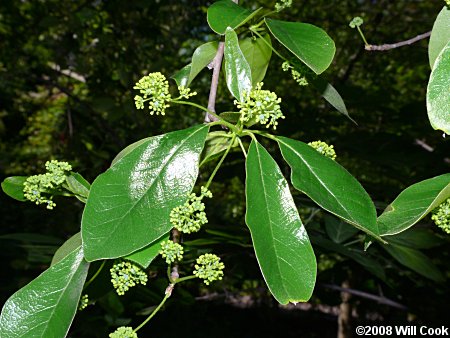 Blackgum (Nyssa sylvatica)