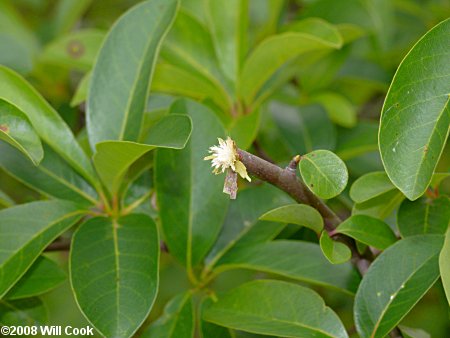 Blackgum (Nyssa sylvatica)