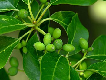 Blackgum (Nyssa sylvatica) fruits